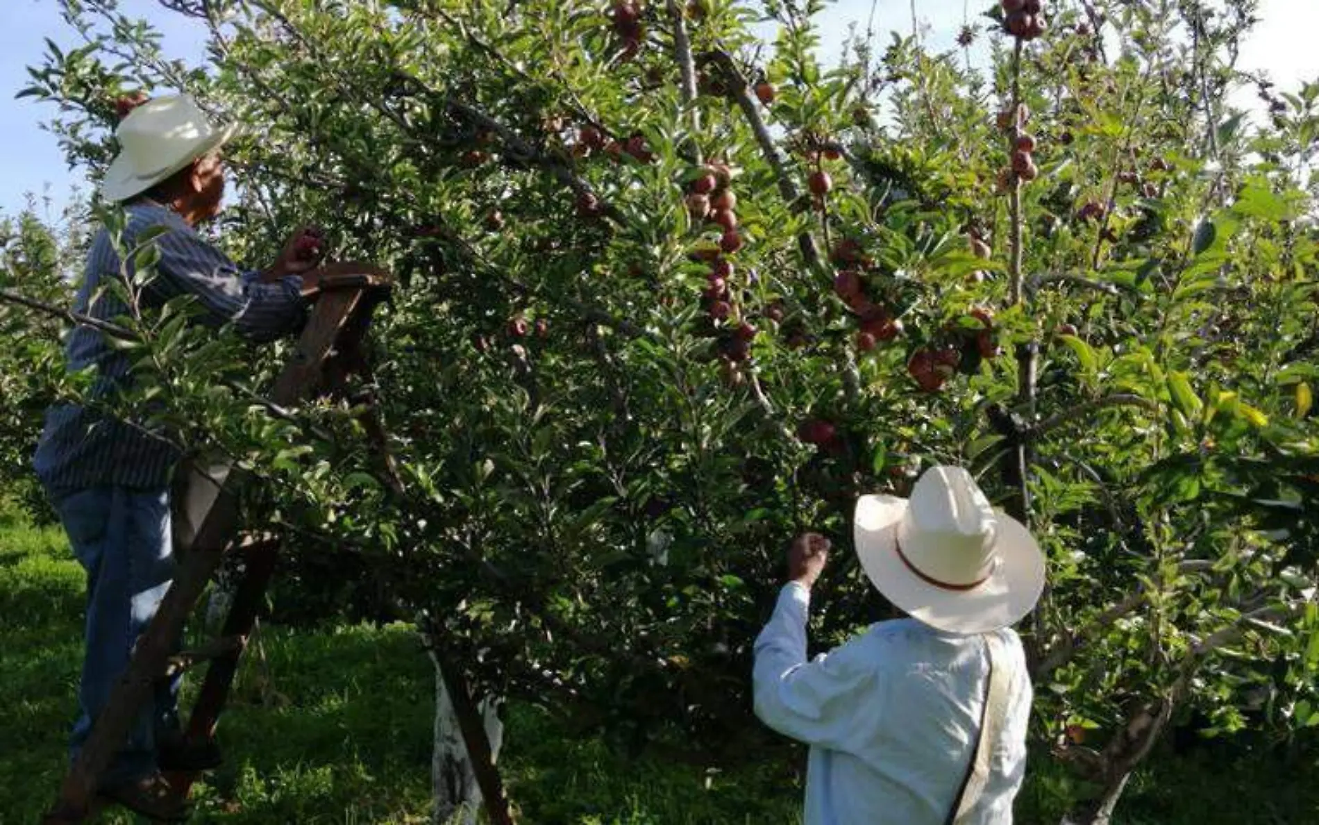 Manzanas Fruticultura, una actividad esencial en Canatlán